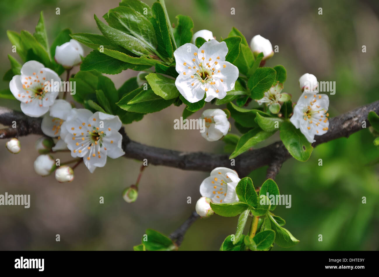 blooming cherry plum branch close-up Stock Photo