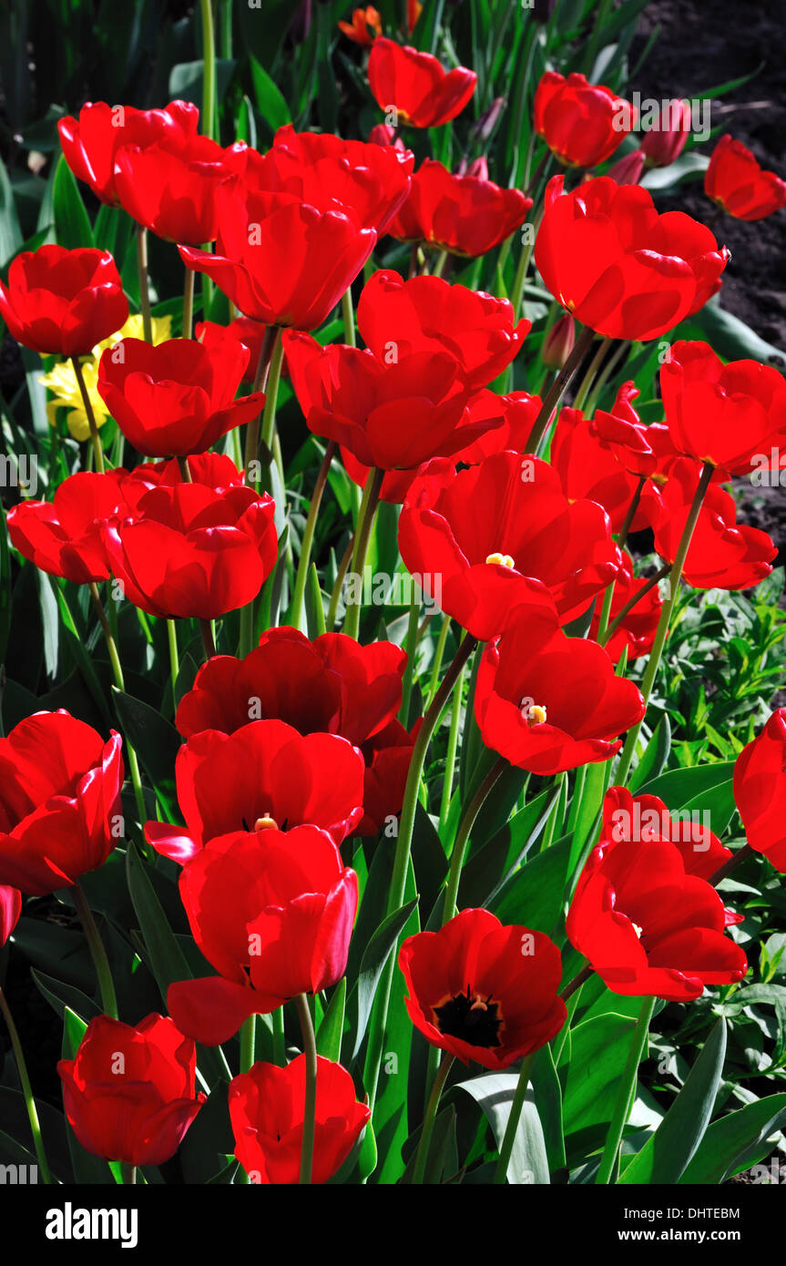 Flowerbed of bright red tulips Stock Photo