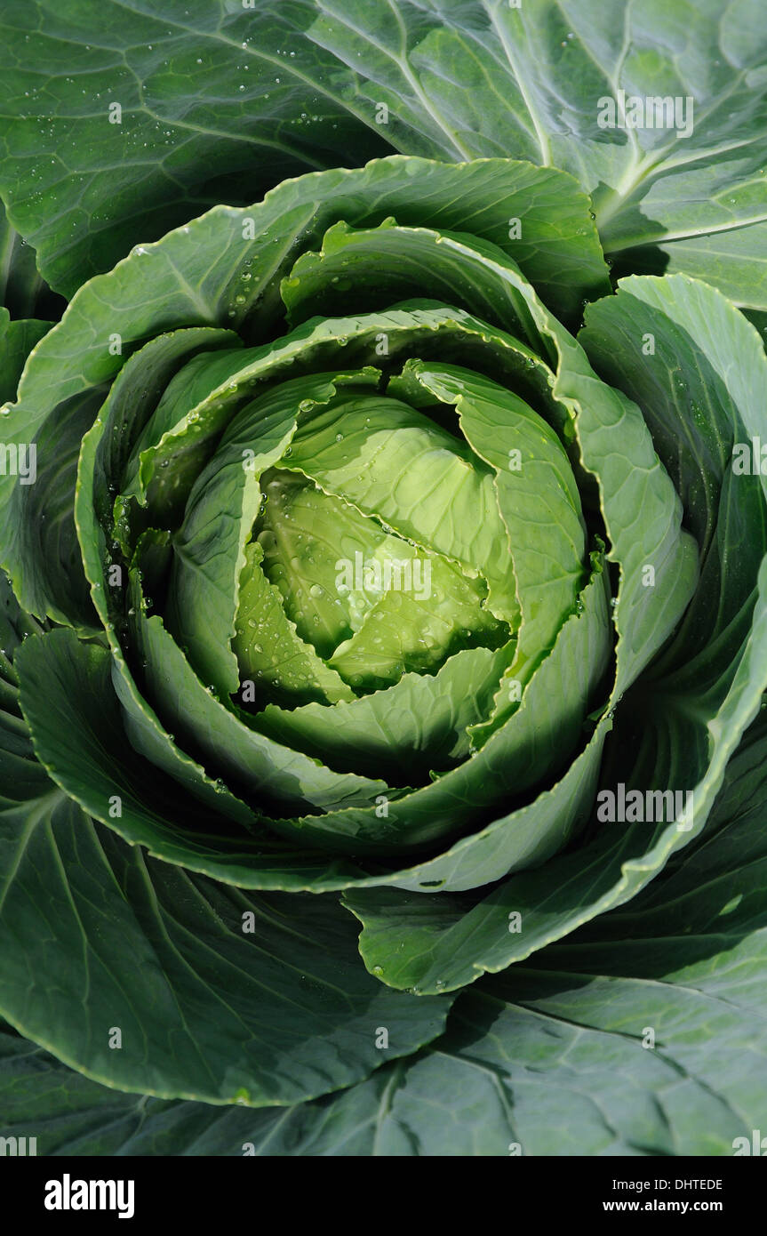 cabbage in green leaf-bed Stock Photo