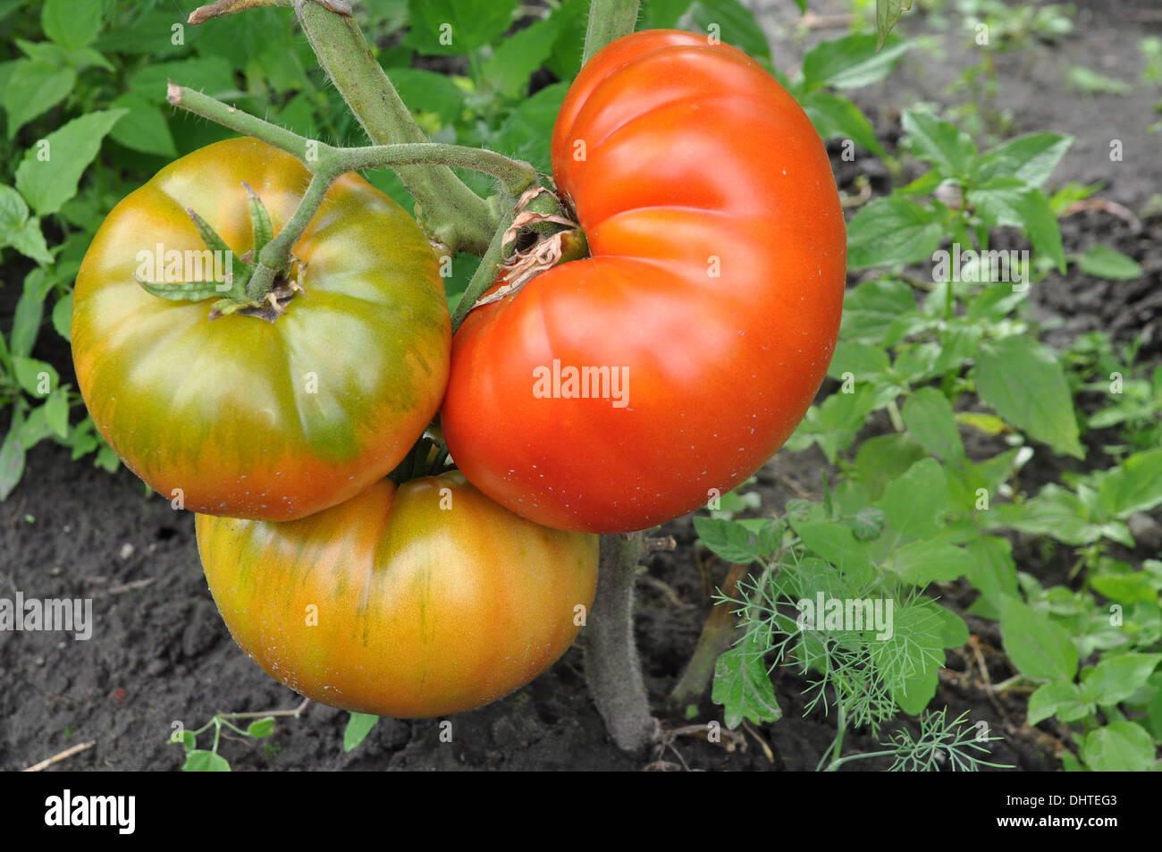 Three big tomatoes growing on a branch Stock Photo