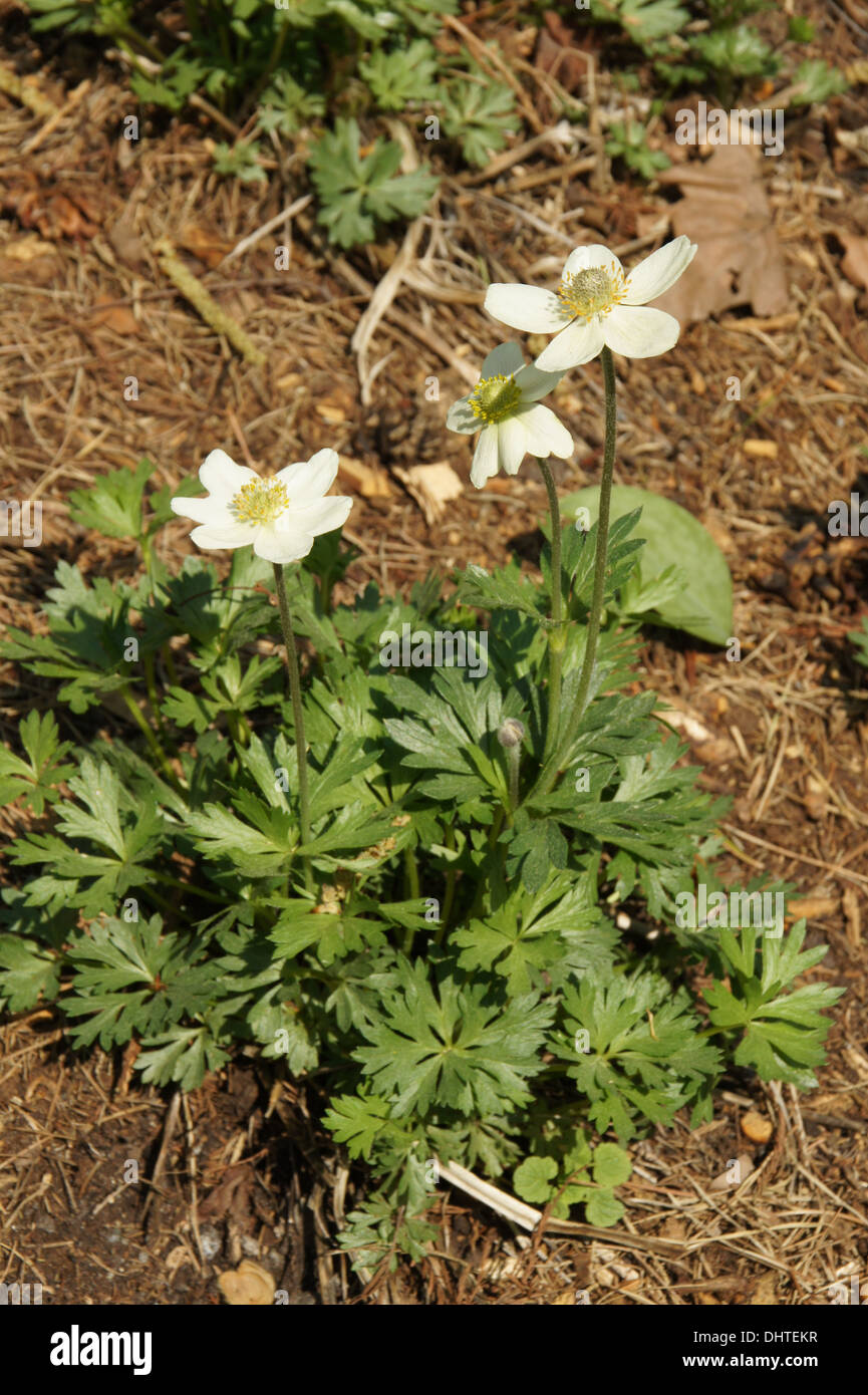 Anemone parviflora Stock Photo