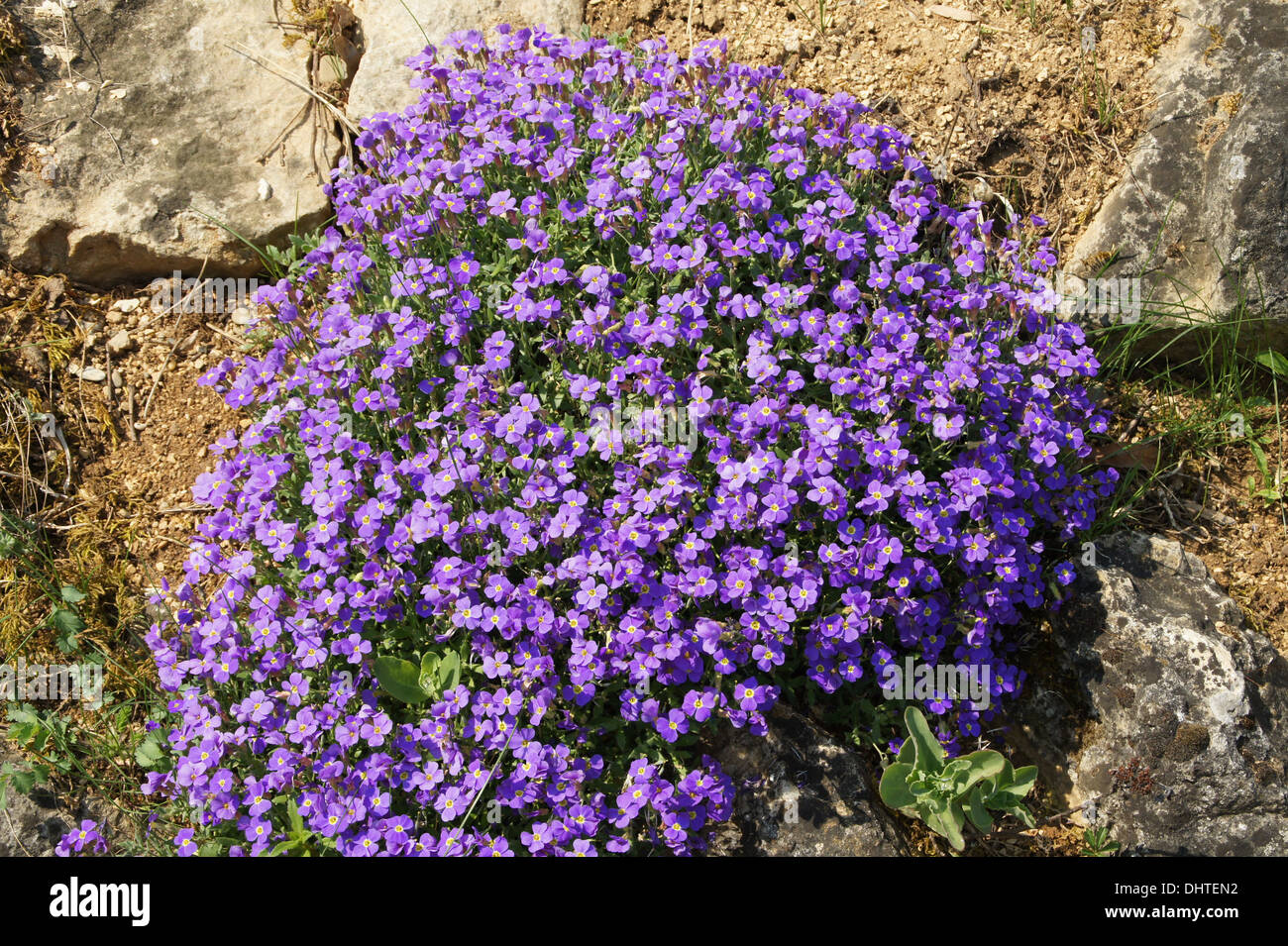 Rockcress hi-res stock photography and images - Alamy