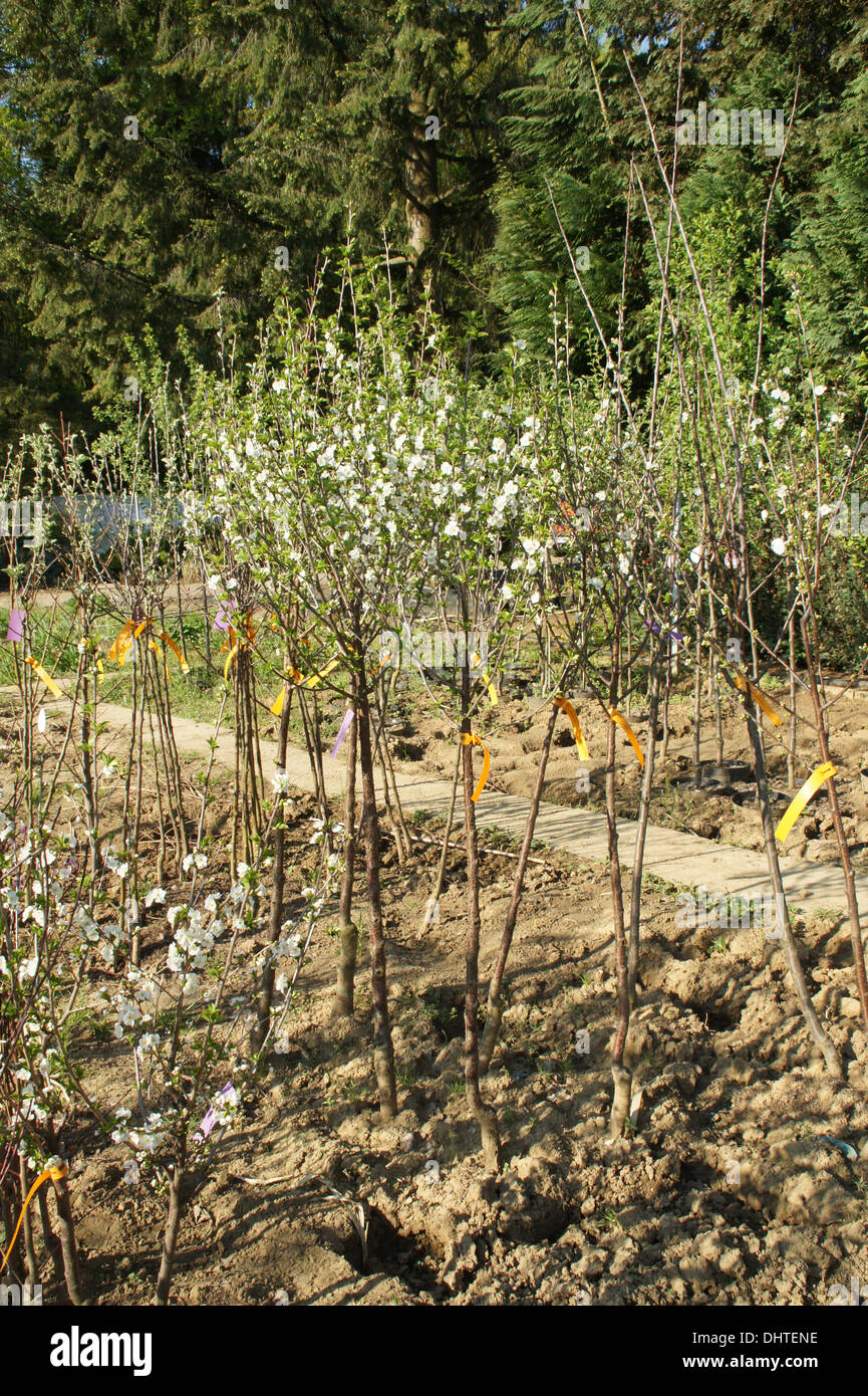 Plum trees in tree nursery Stock Photo