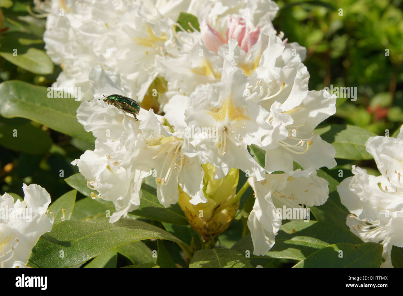 Rhododendron Cunninghams White Stock Photo