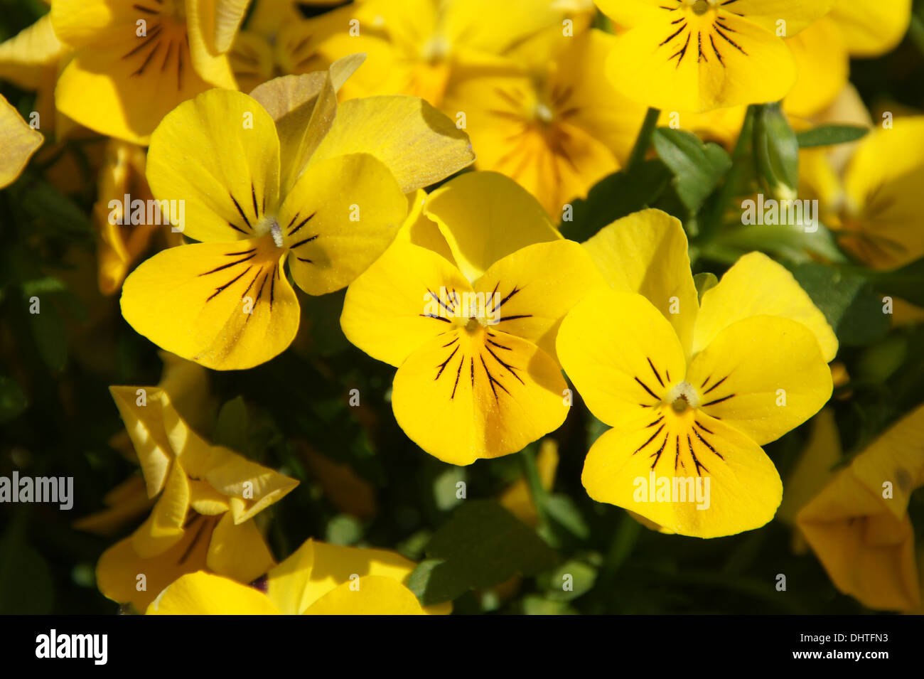 Pansy Stock Photo