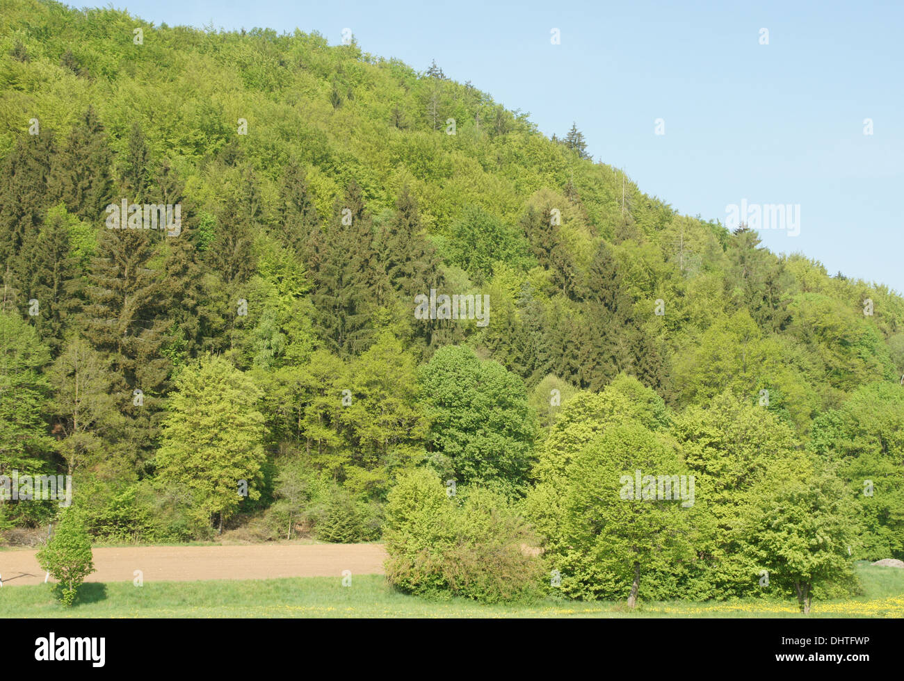 Mixed forest Stock Photo