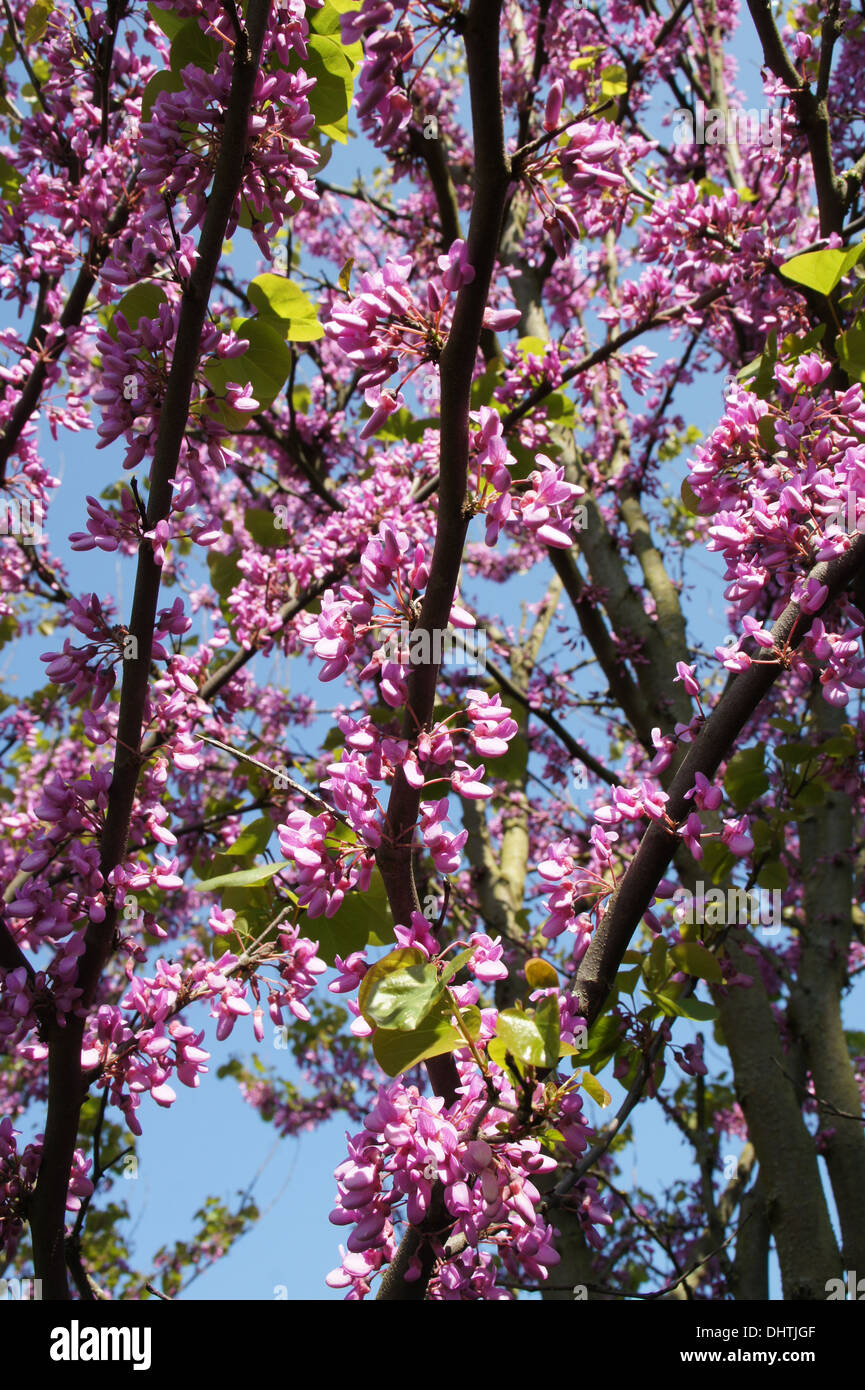 Judas tree Stock Photo - Alamy