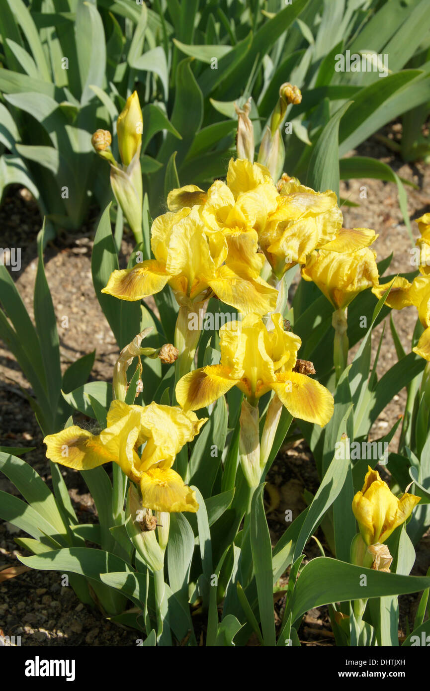 Yellow irises Stock Photo