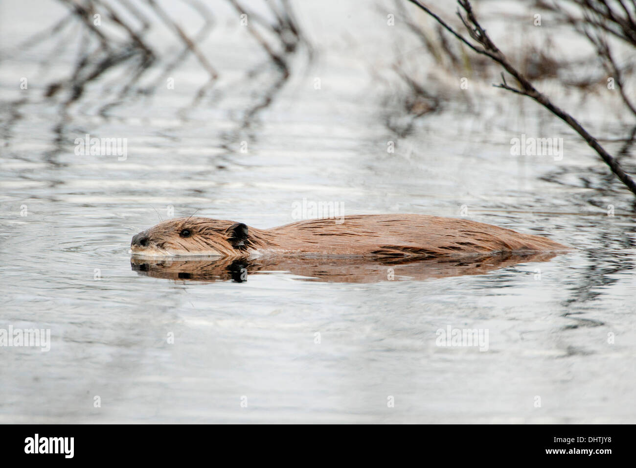 Netherlands, Werkendam, Biesbosch National Park. Beaver Stock Photo