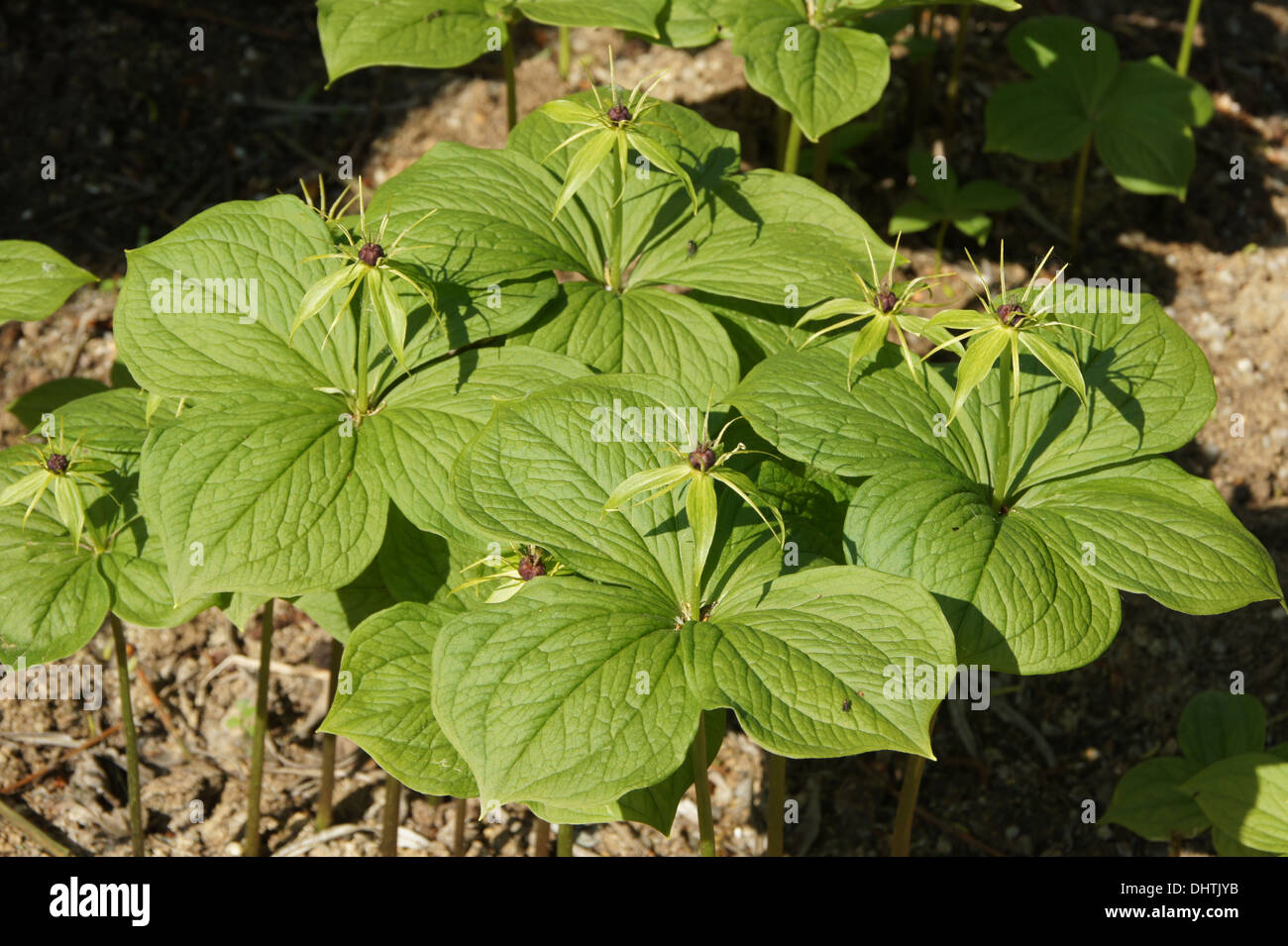 Herb paris Stock Photo