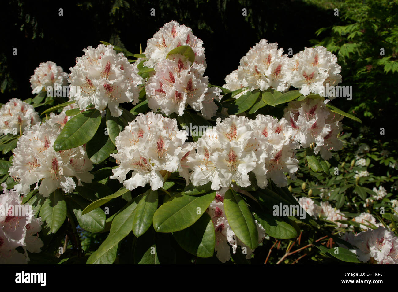 Rhododendron Cunninghams White Stock Photo