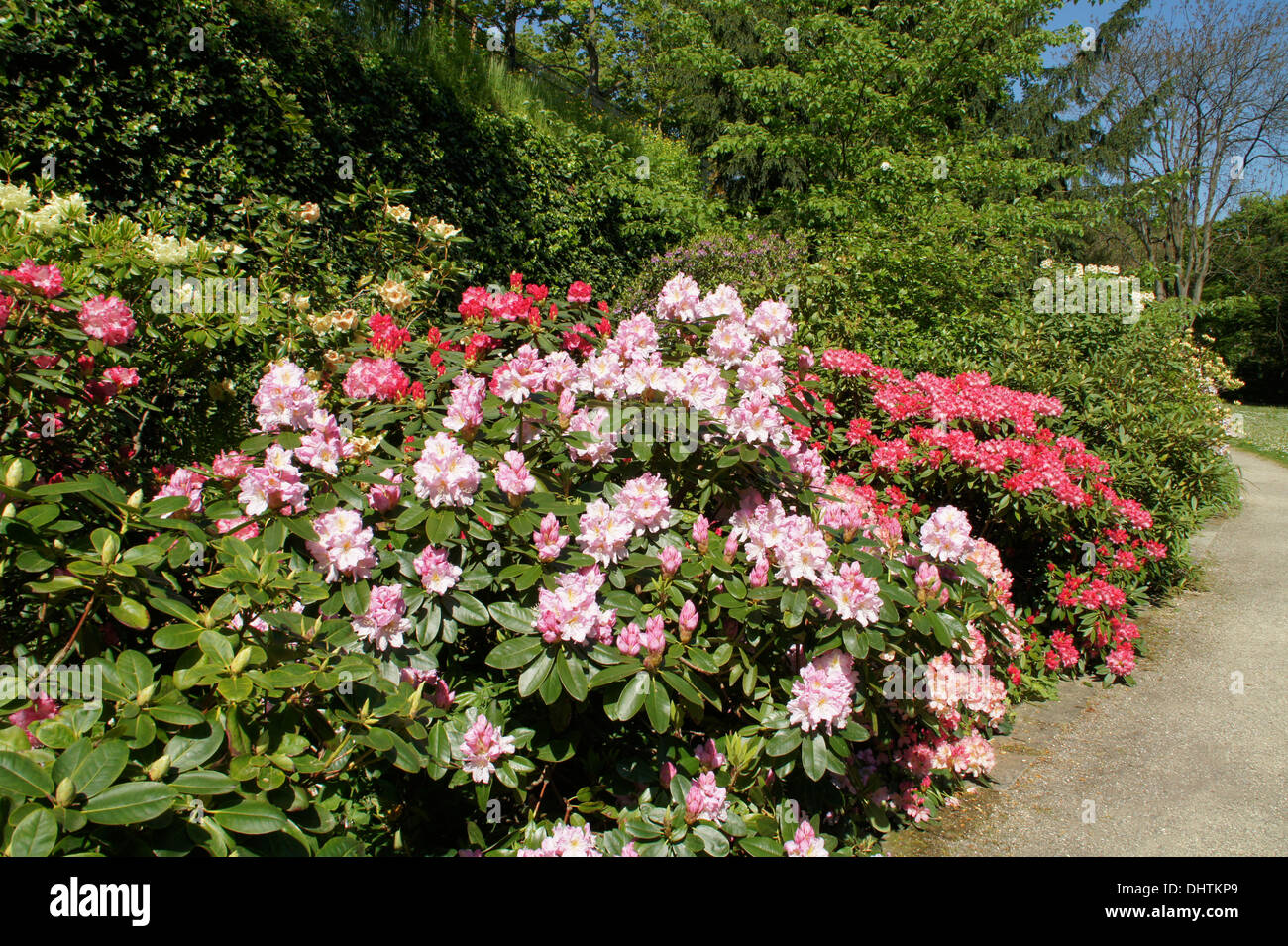 Rhododendron insigne Brigitte Stock Photo