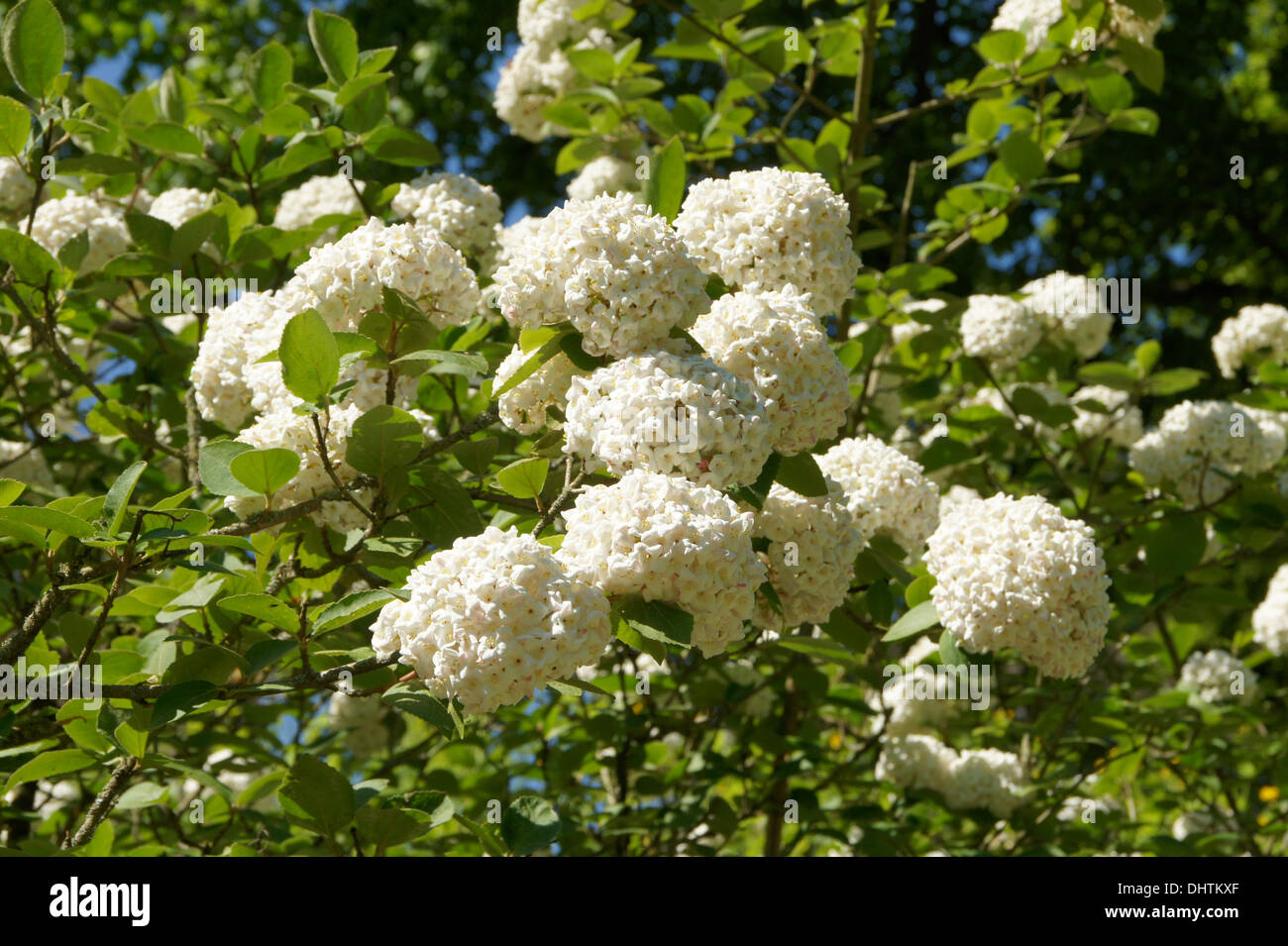Fragrant viburnum hires stock photography and images Alamy