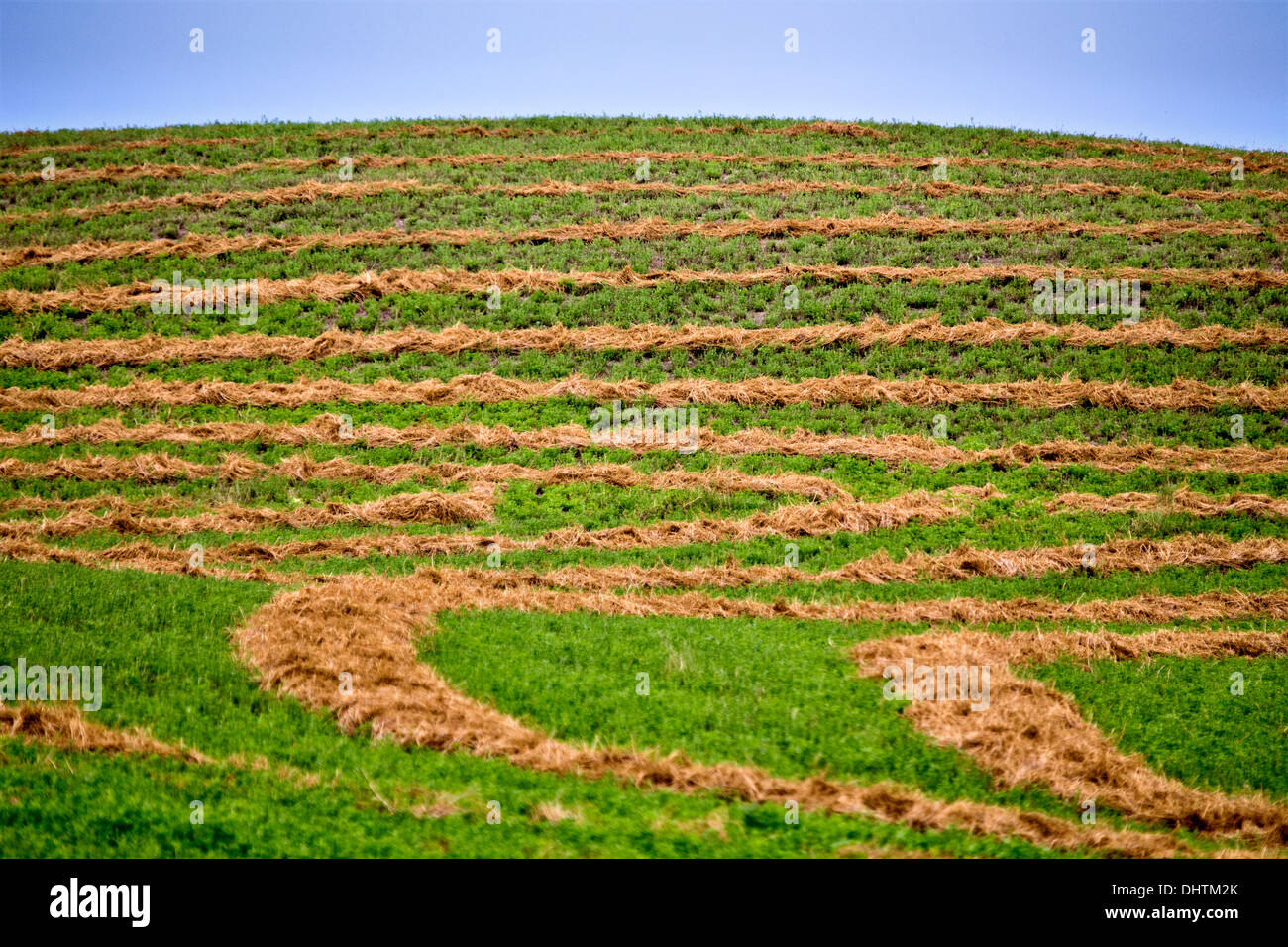 Swathing Hay Rows Hay swath hi-res stock photography and images - Alamy