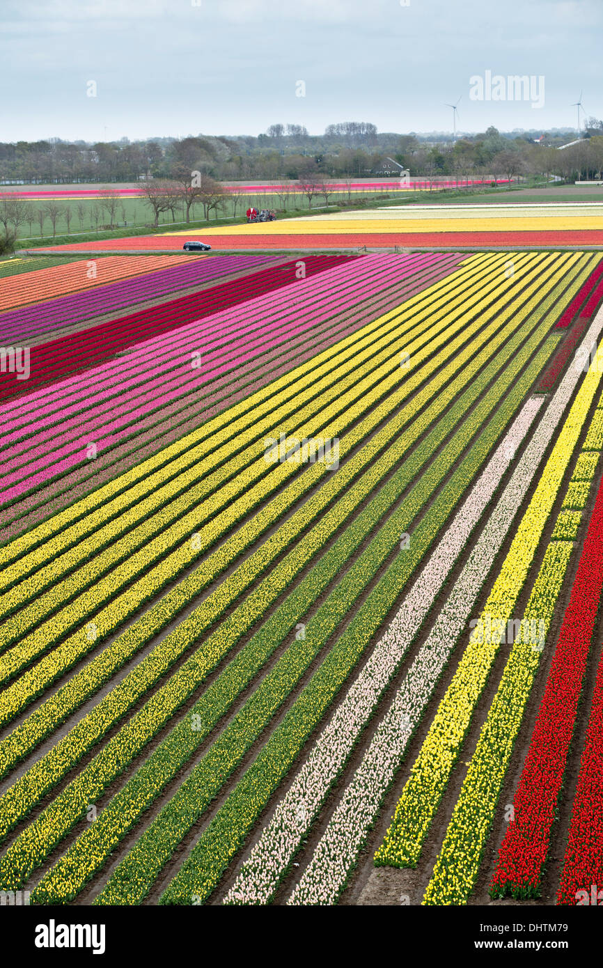 Netherlands, Krabbendam, Aerial view of tulip fields. Car passing Stock Photo