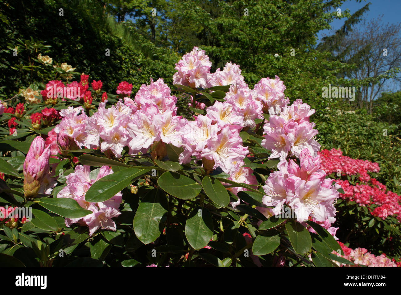 Rhododendron insigne Brigitte Stock Photo - Alamy