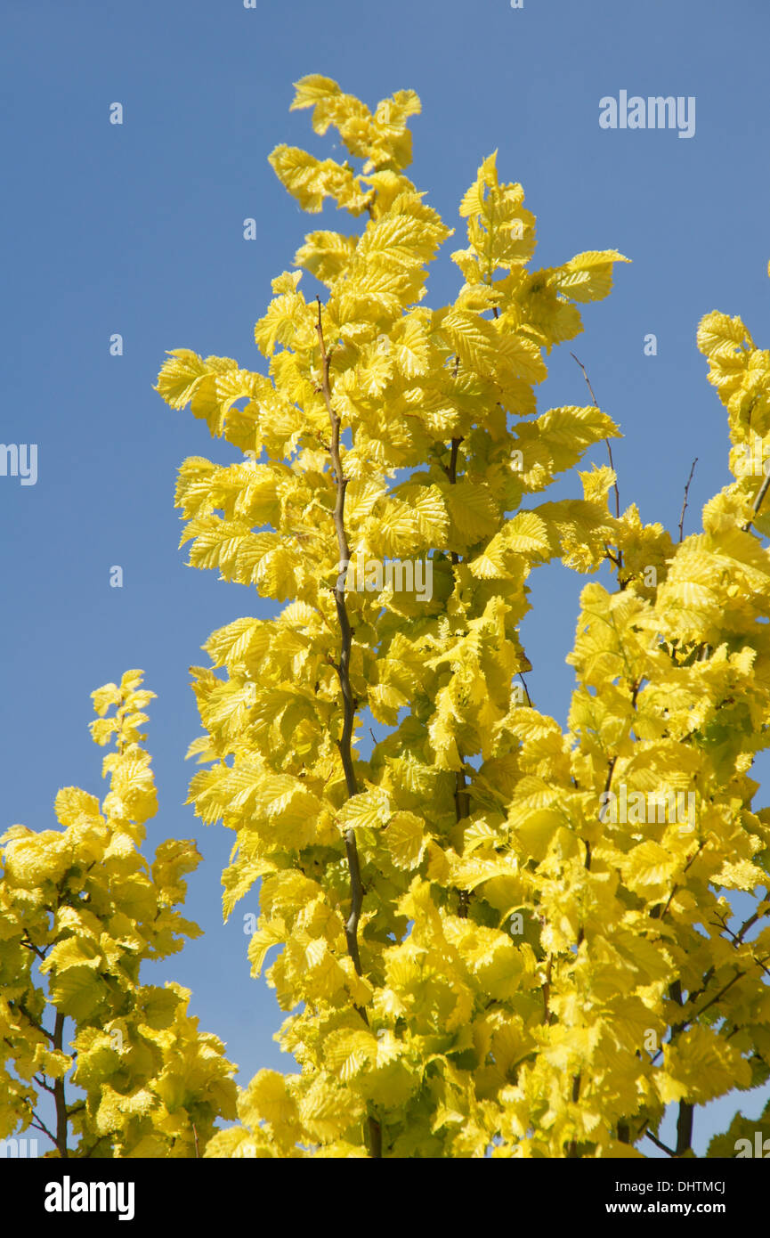 Golden elm Stock Photo Alamy