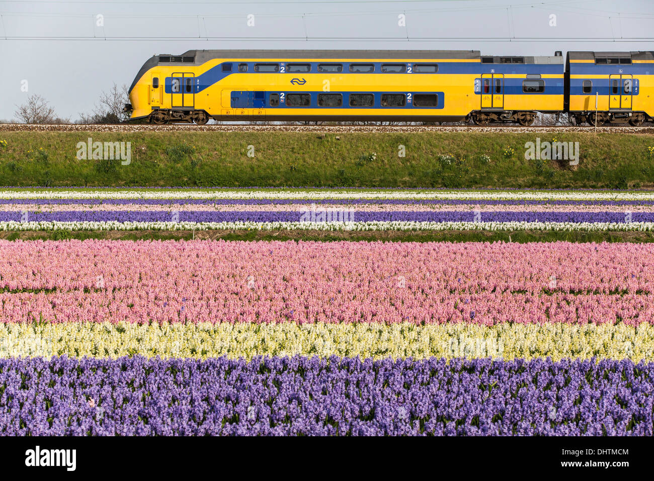 Netherlands, Vogelenzang, Flowering Hyacinths. Train passing by Stock Photo