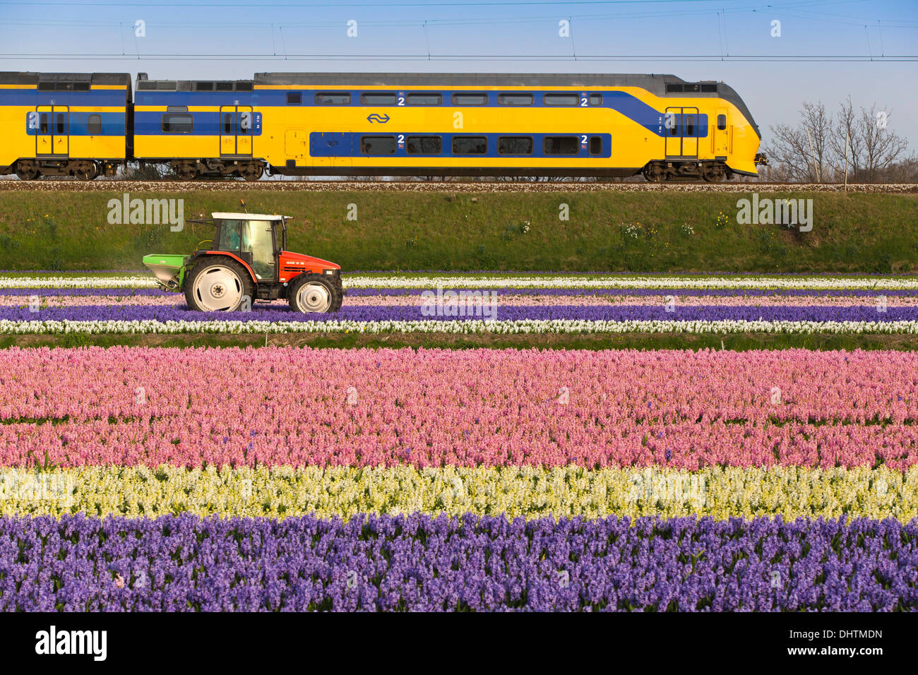 Netherlands, Vogelenzang, Flowering Hyacinths. Train passing by. Farmer working on land with tractor Stock Photo