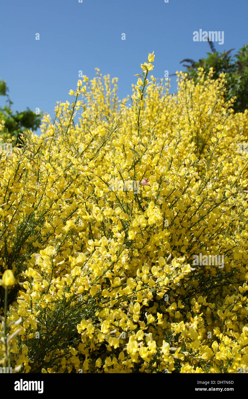 Broom Stock Photo