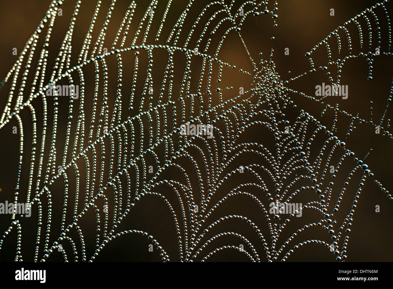 abstract background from a web shine in the sun Stock Photo
