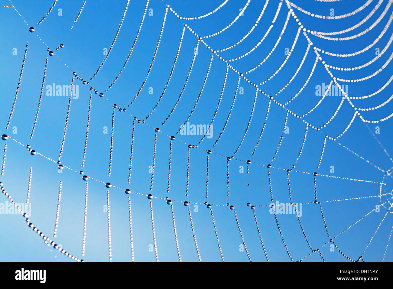 abstract background from a web with dew drops Stock Photo
