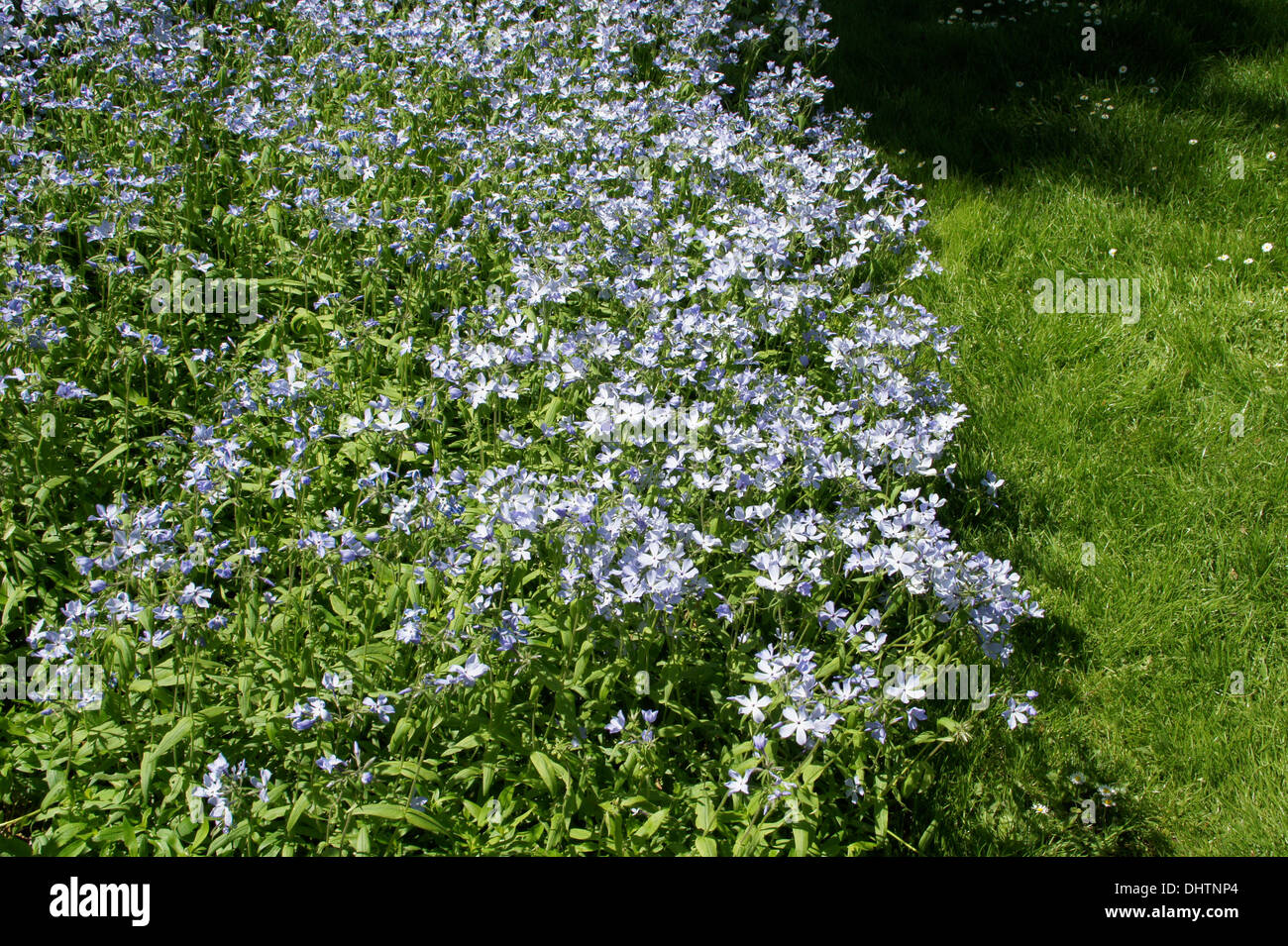 Wild blue phlox Stock Photo