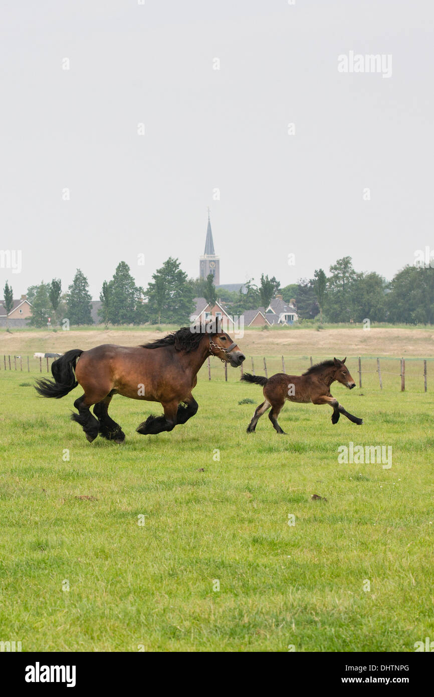 Netherlands, Noordbeemster, Beemster Polder, UNESCO World Heritage Site. Belgian or Zeeland draft horses Stock Photo