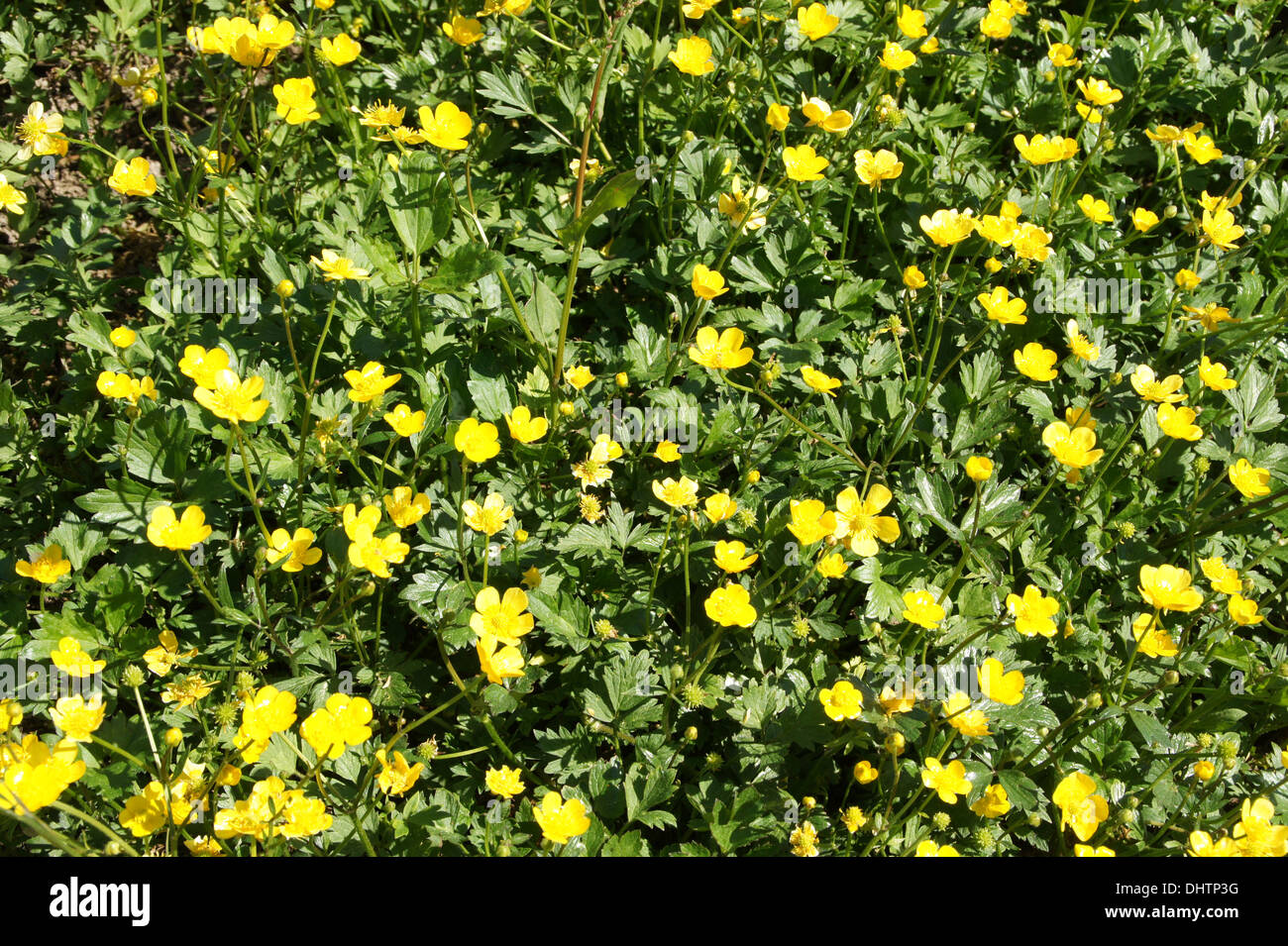 Creeping meadow buttercup hires stock photography and images Alamy