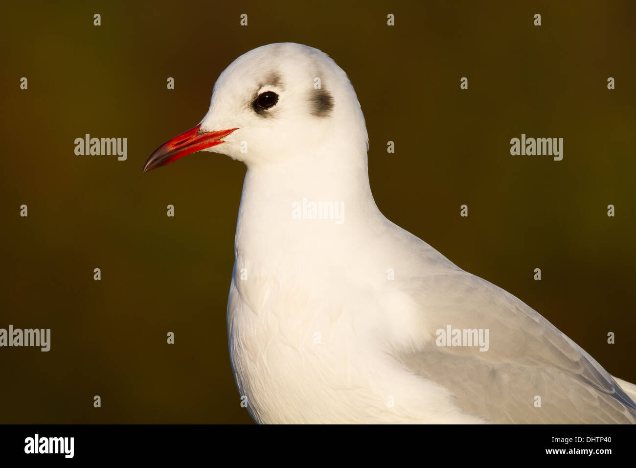 Adult-winter Black-headed Gull (Larus ridibundus) Stock Photo