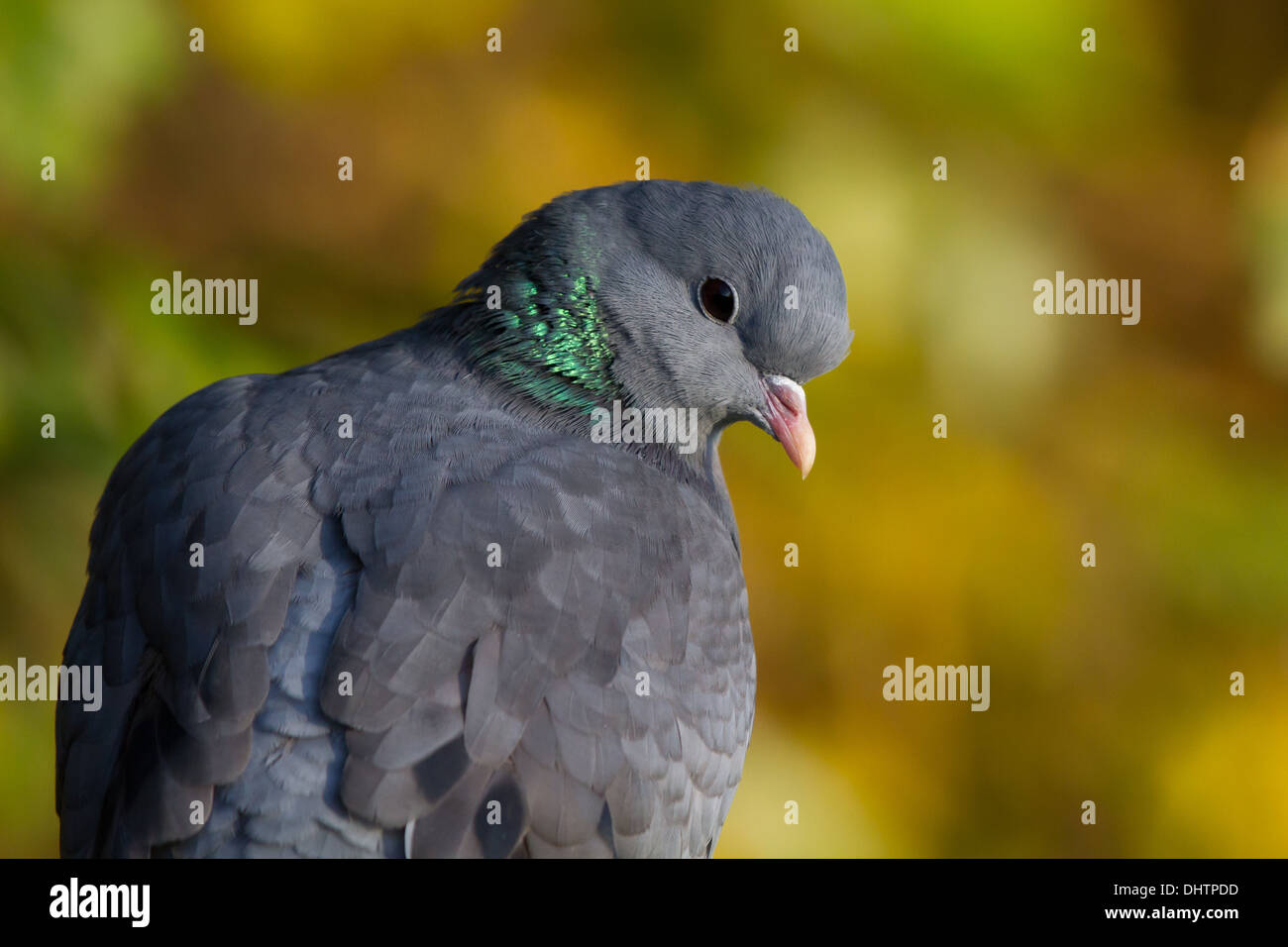 Stock Dove (Columba oenas) Stock Photo