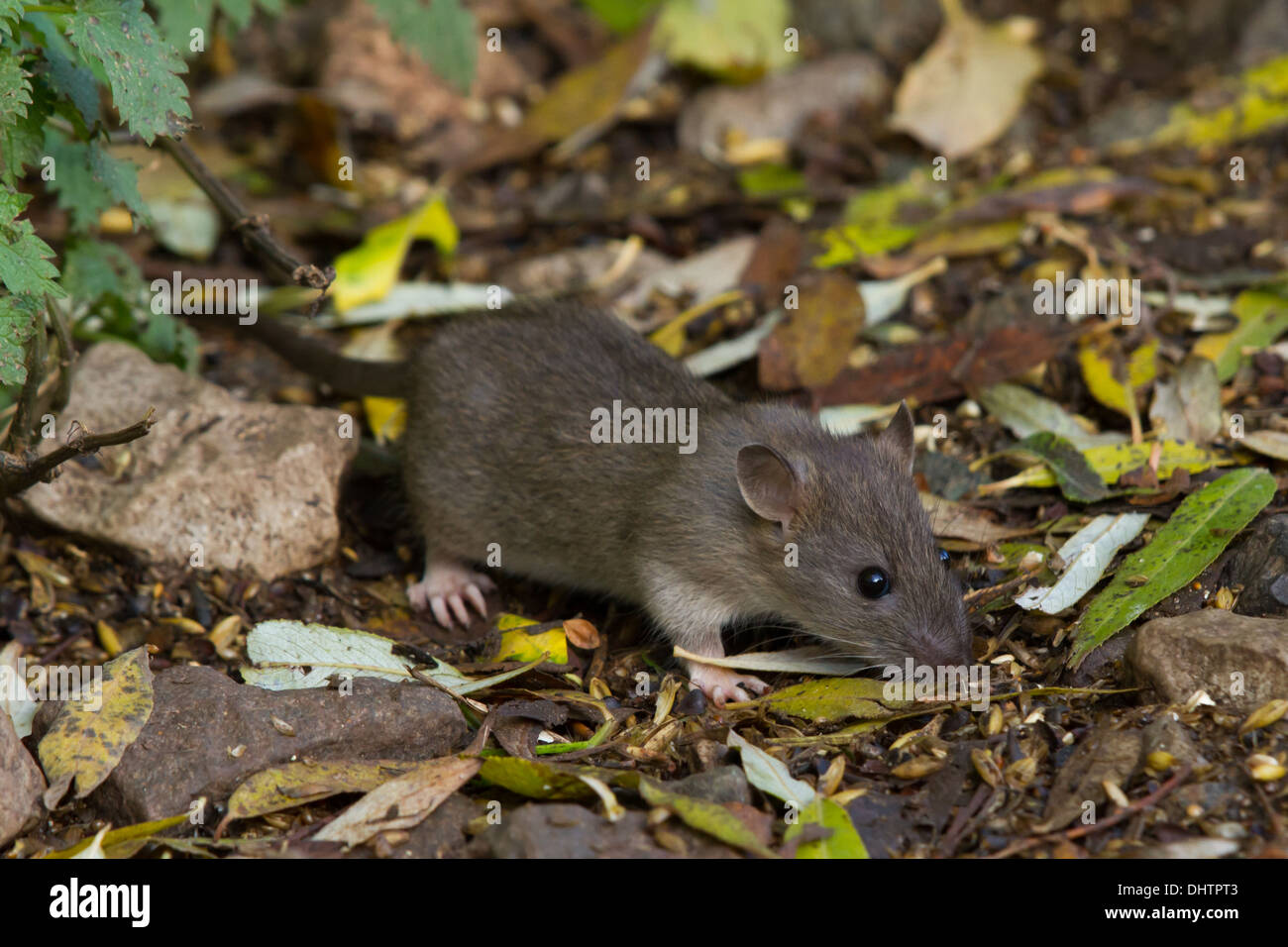 newly-weened Brown Rat (Rattus norvegicus) Stock Photo