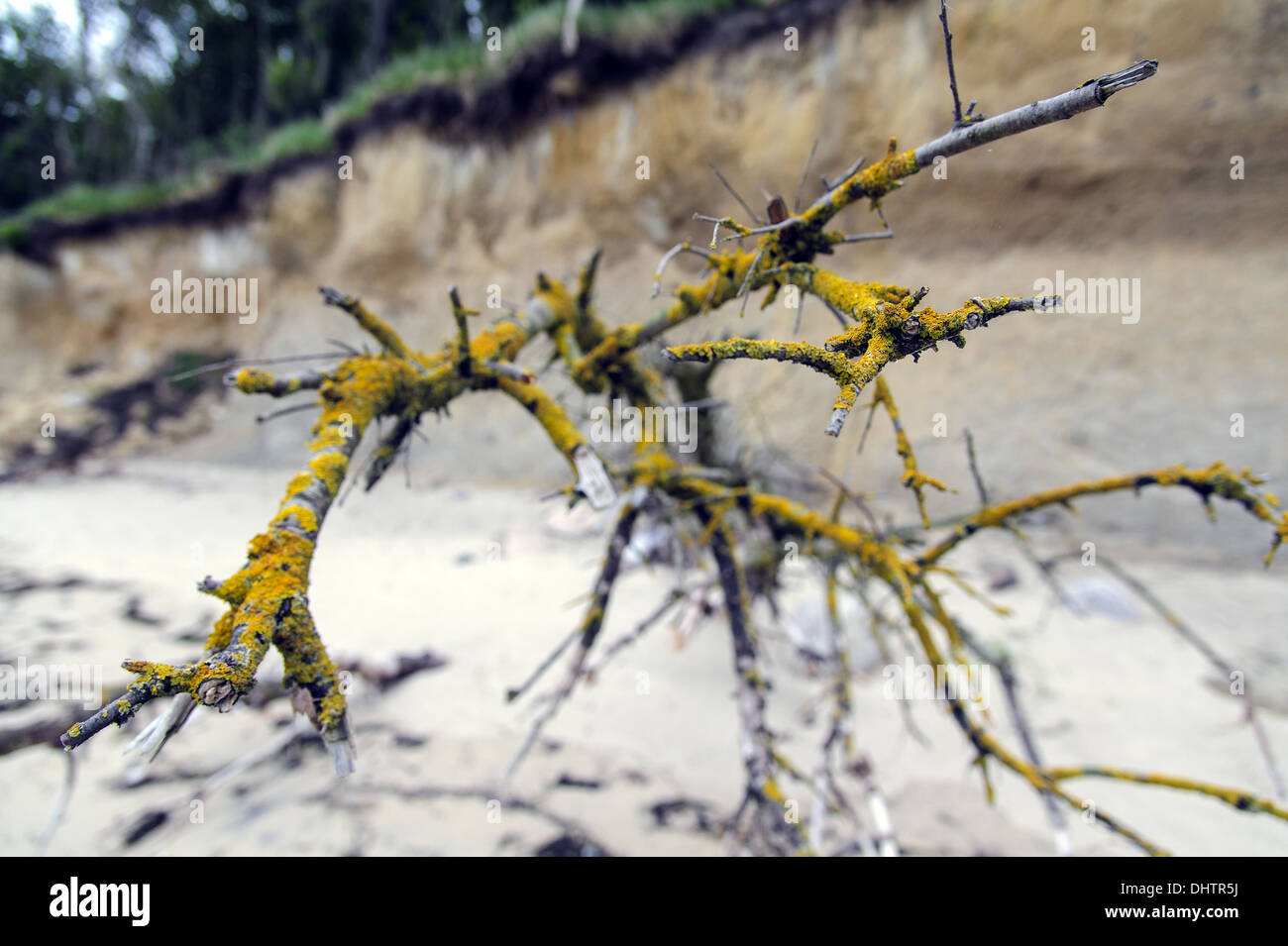 Withered tree hi-res stock photography and images - Alamy