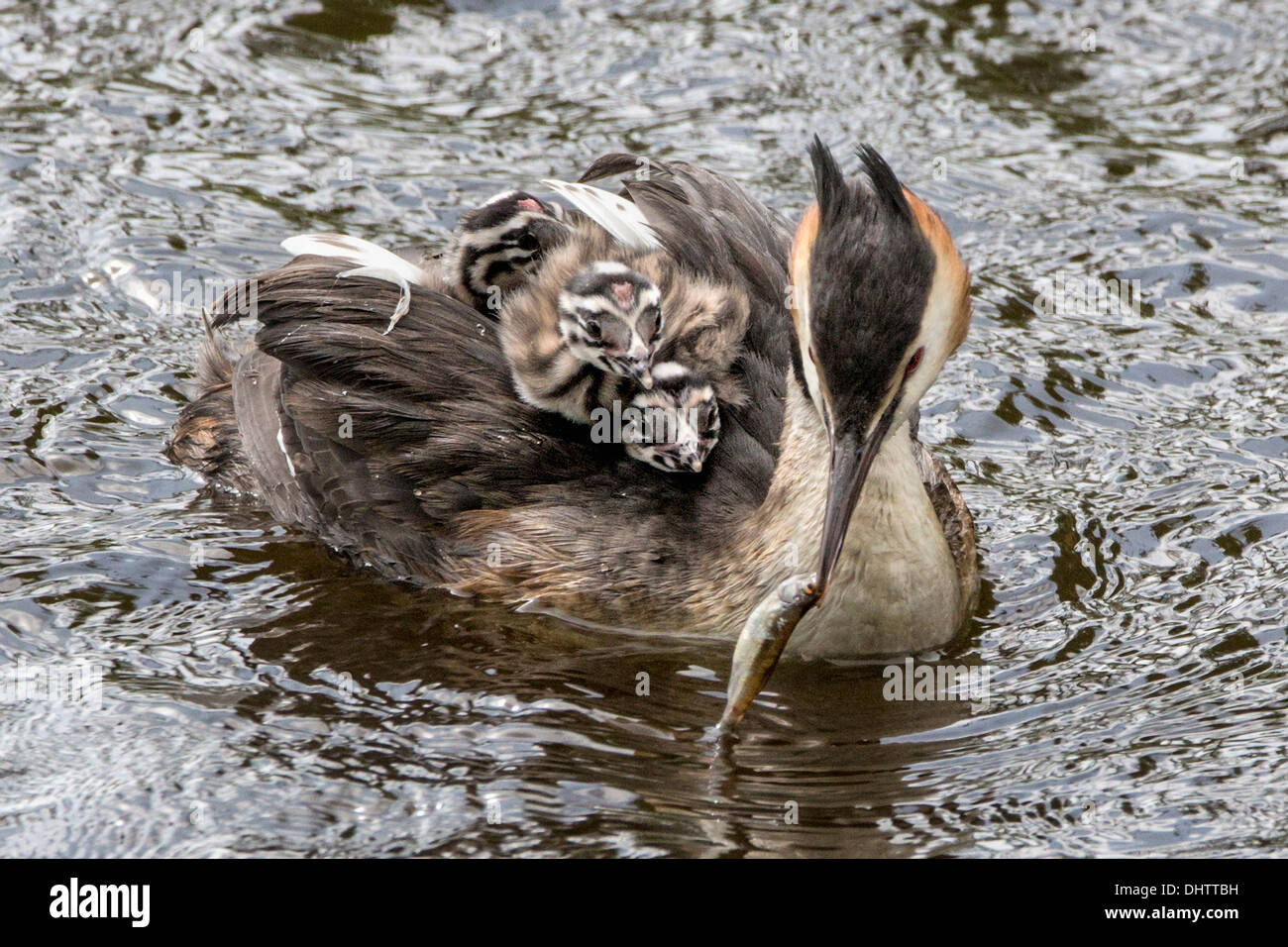Netherlands, Buitenkaag, Grebe feeding chicks with small fish Stock Photo