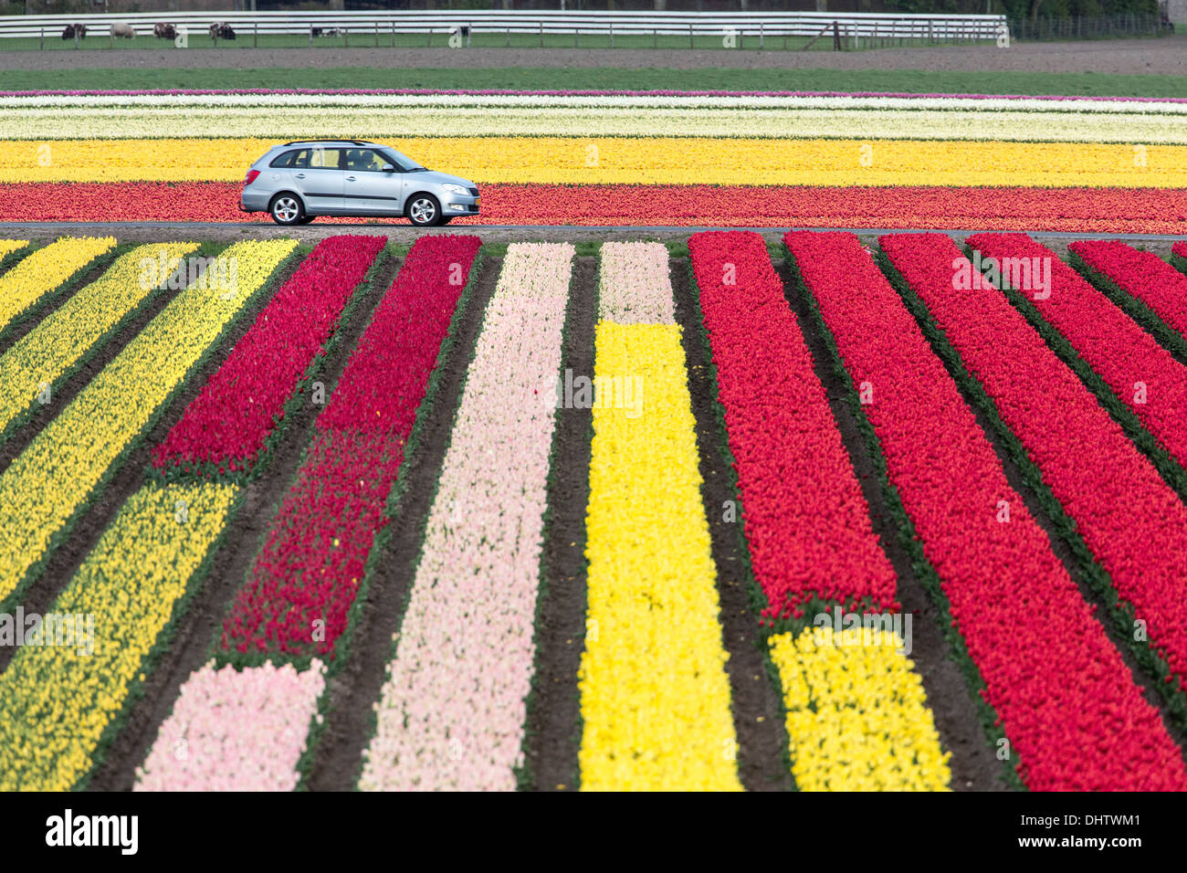 Netherlands, Krabbendam. Flowering tulip fields. Car Stock Photo