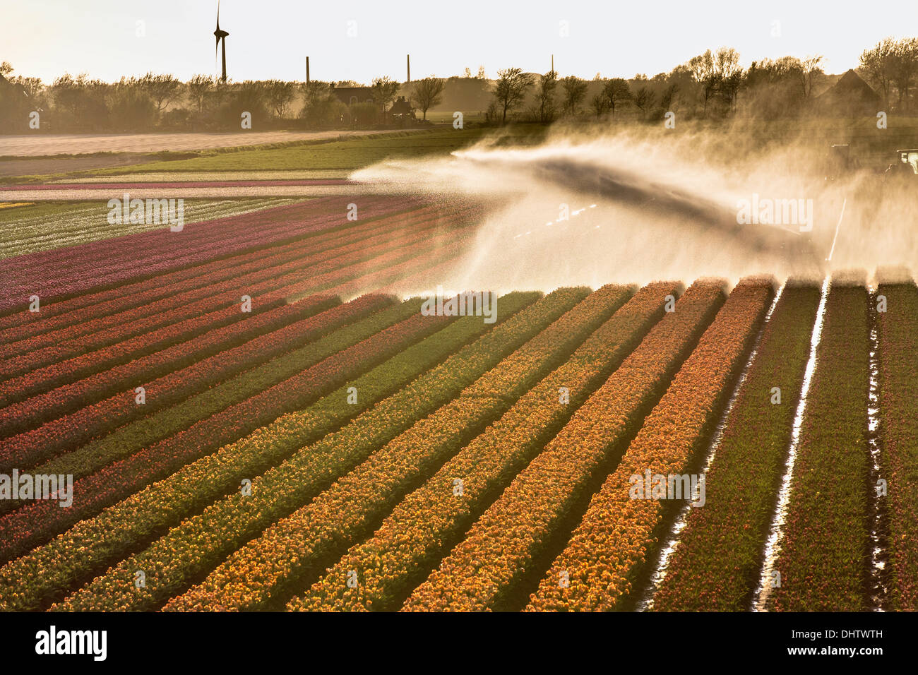 Netherlands, Krabbendam. Flowering tulip fields. Sprinkler Stock Photo