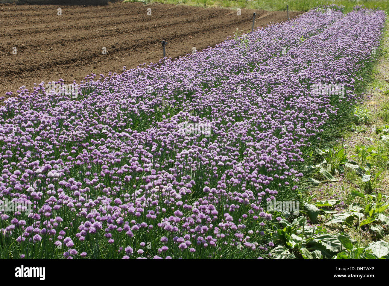 Chives Stock Photo