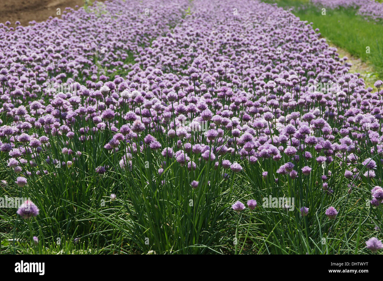 Chives Stock Photo