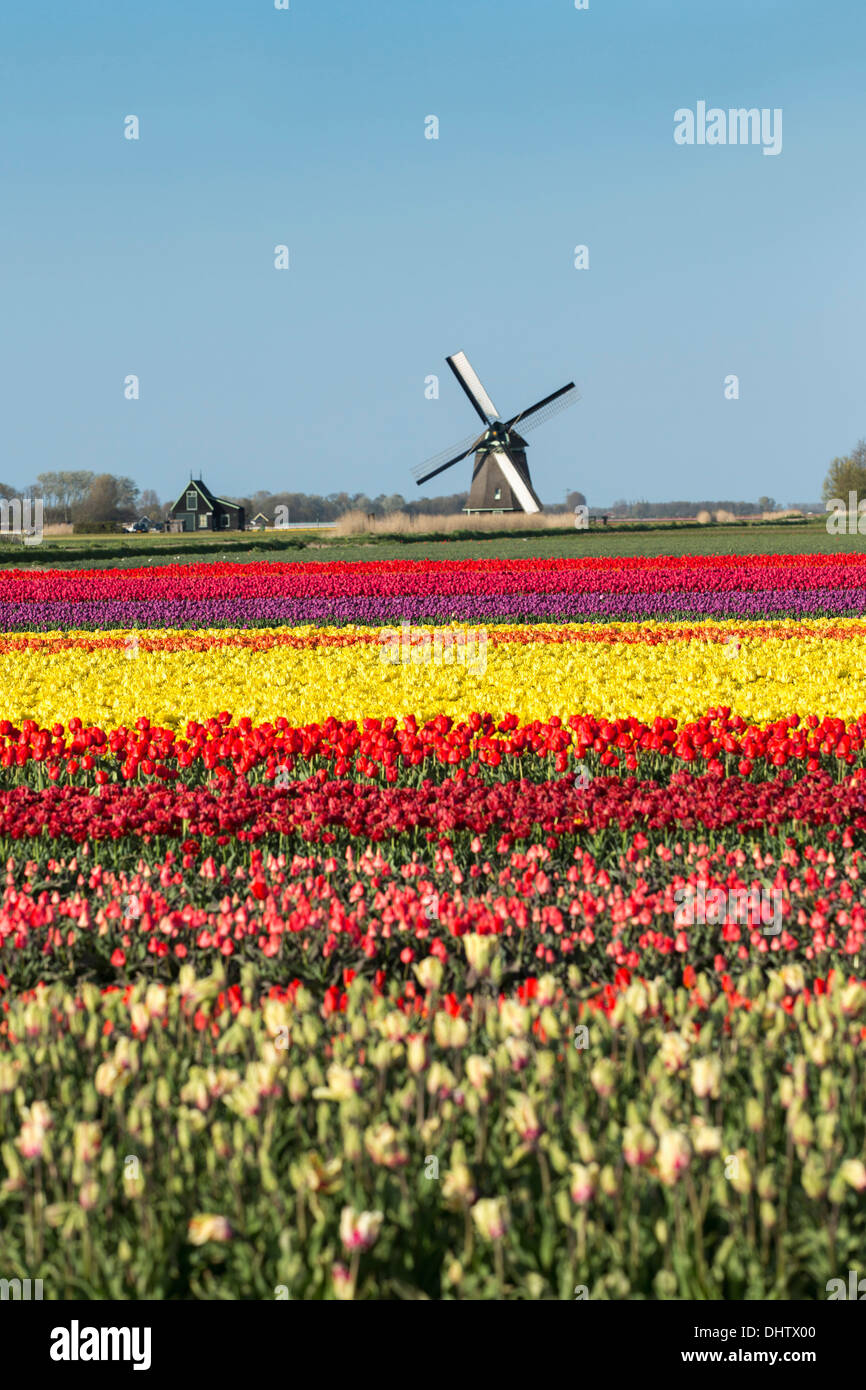 Netherlands, Sint Maartensbrug, Flowering tulip fields. Turning windmill. Bicycle Stock Photo