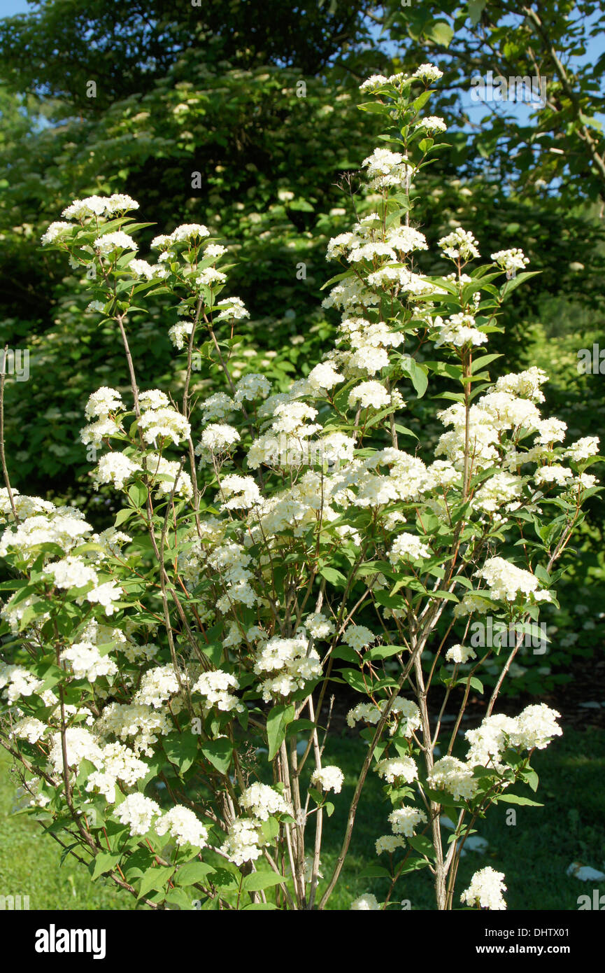 Russian deutzia Stock Photo