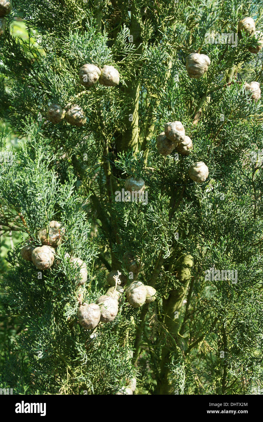 Zypressen cupressus sempervirens hires stock photography and images