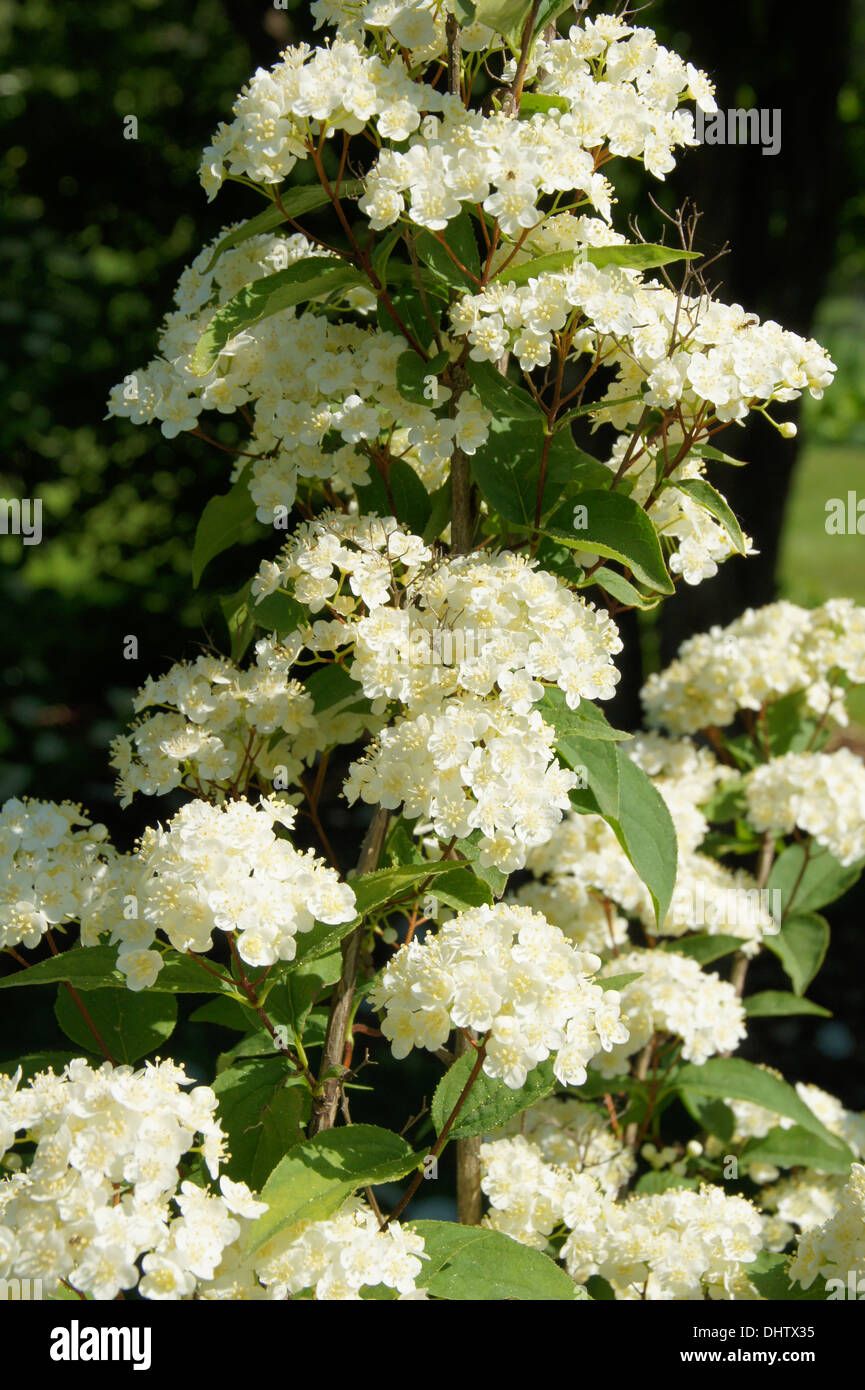 Russian deutzia Stock Photo