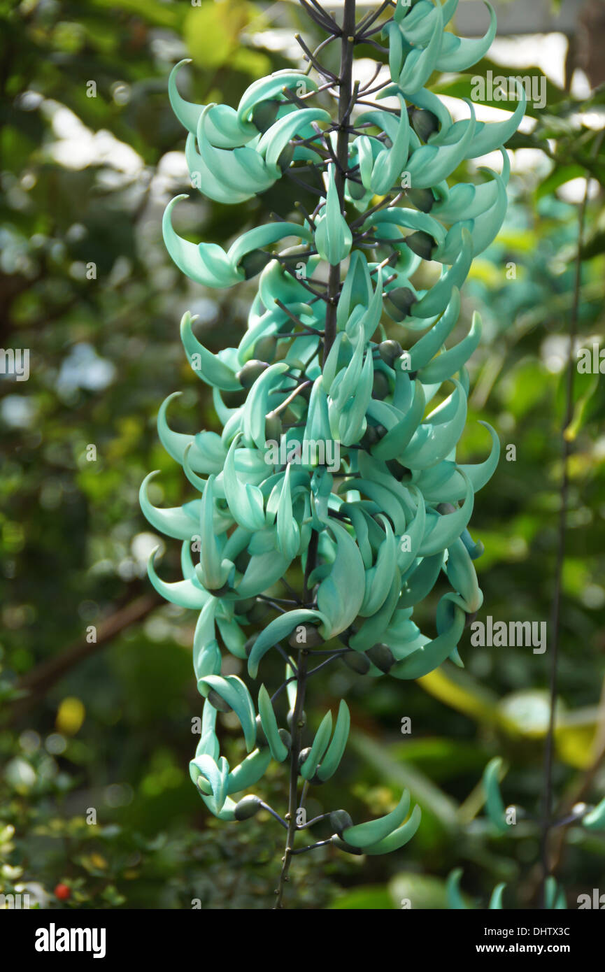Emeral vines hires stock photography and images Alamy