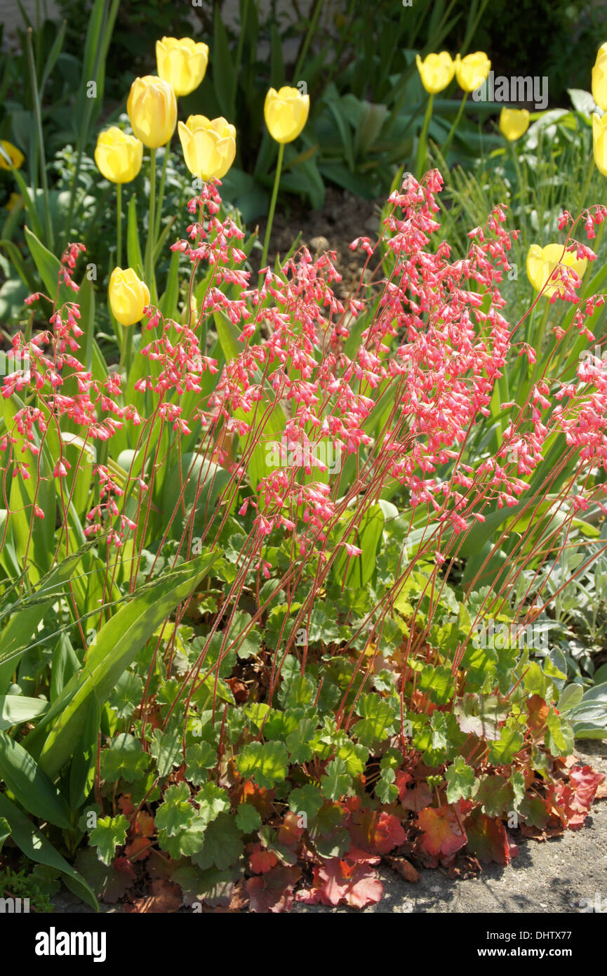 Coral bells Stock Photo