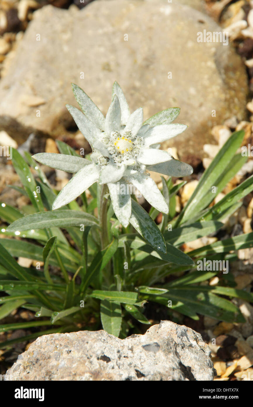 Gürtelschließe Edelweiß 4,0 cm  Tracht Edelweiss Blume Alpen Dorn Bayern 