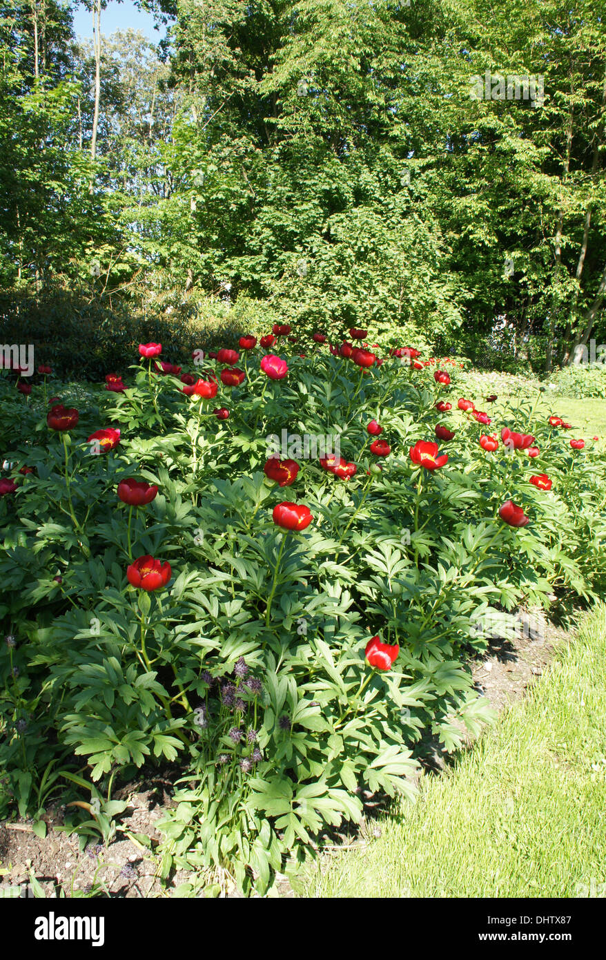 Peony Stock Photo
