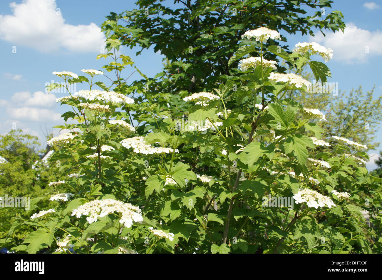 Elder flower bark hires stock photography and images Alamy
