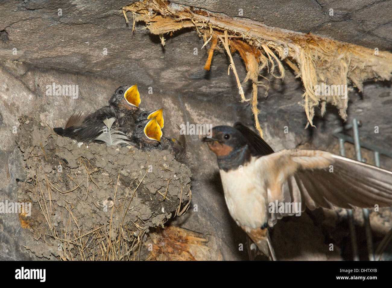 Netherlands, Muiden, Fort, island PAMPUS in IJmeer, belonging to The Defense Line of Amsterdam, Barn swallow mother feeding chicks Stock Photo