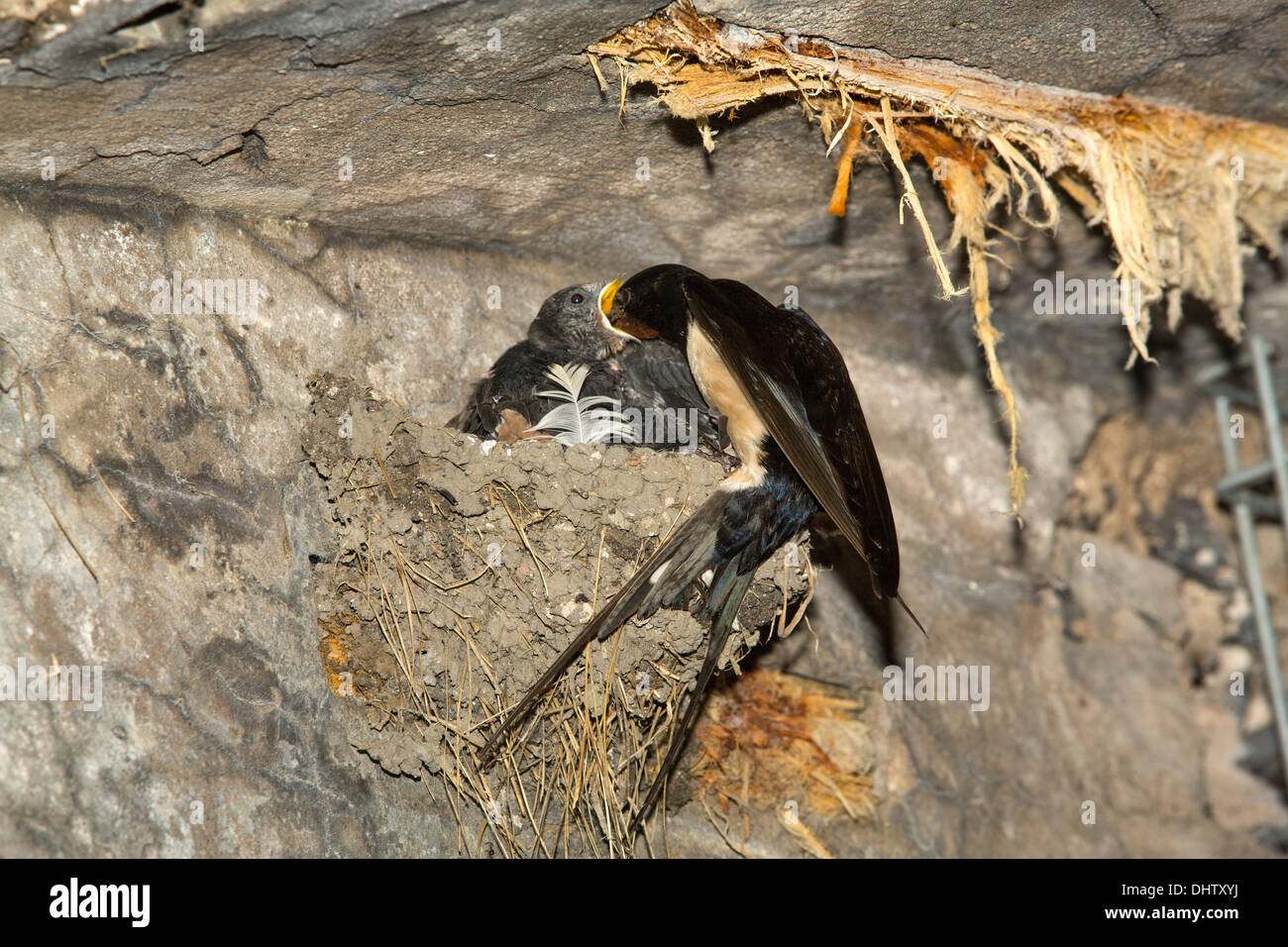 Netherlands, Muiden, Fort, island PAMPUS in IJmeer,  belonging to The Defense Line of Amsterdam, Barn swallow mother feeding chicks Stock Photo