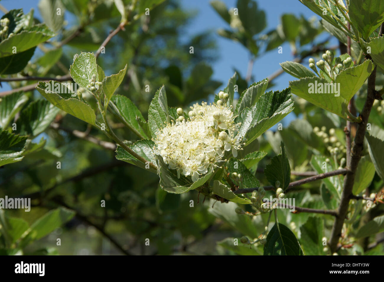 Rock whitebeam hi-res stock photography and images - Alamy